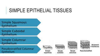 SIMPLE EPITHELIAL TISSUES
Simple Squamous
Epithelium
Simple Cuboidal
Epithelium
Simple Columnar
Epithelium
Pseudostratified Columnar
Epithelium
 