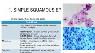 1. SIMPLE SQUAMOUS EPITHELIUM
- single layer, thin, flattened cells
Functions
Lining Lung alveoli, parietal layer of the Bowman’s
capsule (kidneys)
MESOTHELIUM - Serous cavities (pericardium,
peritoneum, pleura)
ENDOTHELIUM – lining of vessels/luminal
surface (heart, blood, lymphatic vessels)
Movement Facilitates the movement of the viscera
(mesothelium)
Active transport by pinocytosis (mesothelium
and endothelium)
Secretion Secretion of biologically active molecules
(mesothelium)
 