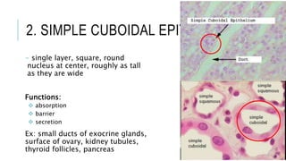 2. SIMPLE CUBOIDAL EPITHELIUM
- single layer, square, round
nucleus at center, roughly as tall
as they are wide
Functions:
 absorption
 barrier
 secretion
Ex: small ducts of exocrine glands,
surface of ovary, kidney tubules,
thyroid follicles, pancreas
 