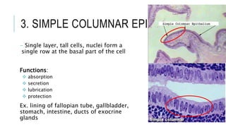3. SIMPLE COLUMNAR EPITHELIUM
- Single layer, tall cells, nuclei form a
single row at the basal part of the cell
Functions:
 absorption
 secretion
 lubrication
 protection
Ex. lining of fallopian tube, gallbladder,
stomach, intestine, ducts of exocrine
glands
 