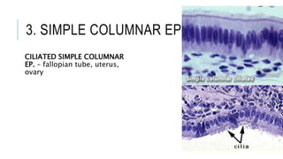 3. SIMPLE COLUMNAR EPITHELIUM
CILIATED SIMPLE COLUMNAR
EP. – fallopian tube, uterus,
ovary
 