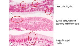 renal collecting duct
oviduct lining, with both
secretory and ciliated cells
lining of the gall
bladder
 