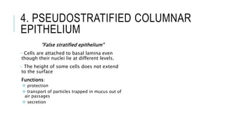 4. PSEUDOSTRATIFIED COLUMNAR
EPITHELIUM
“False stratified epithelium”
- Cells are attached to basal lamina even
though their nuclei lie at different levels.
- The height of some cells does not extend
to the surface
Functions:
 protection
 transport of particles trapped in mucus out of
air passages
 secretion
 
