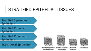 STRATIFIED EPITHELIAL TISSUES
Stratified Squamous
Epithelium
Stratified Cuboidal
Epithelium
Stratified Columnar
Epithelium
Transitional Epithelium
 