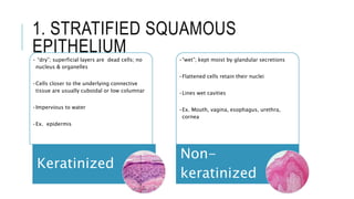 1. STRATIFIED SQUAMOUS
EPITHELIUM• “dry”; superficial layers are dead cells; no
nucleus & organelles
•Cells closer to the underlying connective
tissue are usually cuboidal or low columnar
•Impervious to water
•Ex. epidermis
Keratinized
•“wet”; kept moist by glandular secretions
•Flattened cells retain their nuclei
•Lines wet cavities
•Ex. Mouth, vagina, esophagus, urethra,
cornea
Non-
keratinized
 