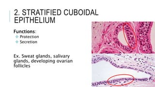 2. STRATIFIED CUBOIDAL
EPITHELIUM
Functions:
 Protection
 Secretion
Ex. Sweat glands, salivary
glands, developing ovarian
follicles
 