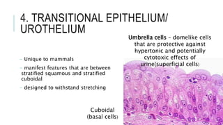 4. TRANSITIONAL EPITHELIUM/
UROTHELIUM
- Unique to mammals
- manifest features that are between
stratified squamous and stratified
cuboidal
- designed to withstand stretching
Cuboidal
(basal cells)
Umbrella cells – domelike cells
that are protective against
hypertonic and potentially
cytotoxic effects of
urine(superficial cells)
 