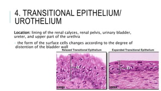 4. TRANSITIONAL EPITHELIUM/
UROTHELIUM
Location: lining of the renal calyces, renal pelvis, urinary bladder,
ureter, and upper part of the urethra
- the form of the surface cells changes according to the degree of
distention of the bladder wall
 