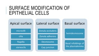 SURFACE MODIFICATION OF
EPITHELIAL CELLS
Apical surface
microvilli
cilia
flagella
stereocila
Lateral surface
Zonula occludens
Zonula adherens
Desmosome
Gap junction
Basal surface
hemidesmosome
Basal infoldings of
the plasmalemma
 