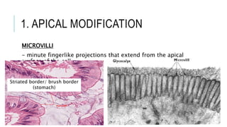 1. APICAL MODIFICATION
MICROVILLI
- minute fingerlike projections that extend from the apical
surface of the cell
Striated border/ brush border
(stomach)
 