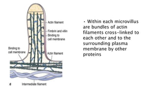 • Within each microvillus
are bundles of actin
filaments cross-linked to
each other and to the
surrounding plasma
membrane by other
proteins
 