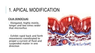 1. APICAL MODIFICATION
CILIA (KINOCILIA)
- Elongated, highly motile,
longer and two times wider
that microvillus
- Exhibit rapid back and forth
movements coordinated to
propel a current of fluid and
suspended matter in one
direction
 