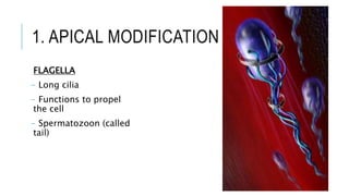1. APICAL MODIFICATION
FLAGELLA
- Long cilia
- Functions to propel
the cell
- Spermatozoon (called
tail)
 