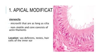 1. APICAL MODIFICATION
stereocila
- microvilli that are as long as cilia
- non-motile and core consists of
actin filaments
Location: vas deferens, testes, hair
cells of the inner ear
 