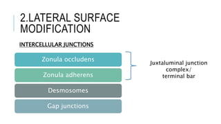2.LATERAL SURFACE
MODIFICATION
INTERCELLULAR JUNCTIONS
Zonula occludens
Zonula adherens
Desmosomes
Gap junctions
Juxtaluminal junction
complex/
terminal bar
 