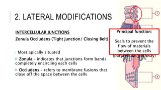 2. LATERAL MODIFICATIONS
INTERCELLULAR JUNCTIONS
Zonula Occludens (Tight junction/ Closing Belt)
- Most apically situated
 Zonula – indicates that junctions form bands
completely encircling each cells
 Occludens – refers to membrane fusions that
close off the space between the cells
Principal function:
Seals to prevent the
flow of materials
between the cells
(paracellular pathway)
 