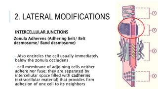 2. LATERAL MODIFICATIONS
INTERCELLULAR JUNCTIONS
Zonula Adherens (Adhering belt/ Belt
desmosome/ Band desmosome)
- Also encircles the cell usually immediately
below the zonula occludens
- cell membrane of adjoining cells neither
adhere nor fuse; they are separated by
intercellular space filled with cadherins
(extracellular material) that provides firm
adhesion of one cell to its neighbors
 