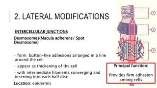 2. LATERAL MODIFICATIONS
INTERCELLULAR JUNCTIONS
Desmosomes(Macula adherens/ Spot
Desmosome)
- form button-like adhesions arranged in a line
around the cell
- appear as thickening of the cell
- with intermediate filaments converging and
inserting into each half disc
Location: epidermis
Principal function:
Provides firm adhesion
among cells
 
