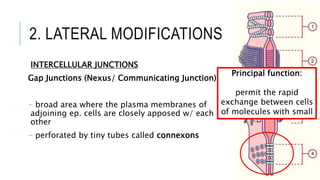 2. LATERAL MODIFICATIONS
INTERCELLULAR JUNCTIONS
Gap Junctions (Nexus/ Communicating Junction)
- broad area where the plasma membranes of
adjoining ep. cells are closely apposed w/ each
other
- perforated by tiny tubes called connexons
Principal function:
permit the rapid
exchange between cells
of molecules with small
 