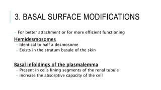 3. BASAL SURFACE MODIFICATIONS
- For better attachment or for more efficient functioning
Hemidesmosomes
- Identical to half a desmosome
- Exists in the stratum basale of the skin
Basal infoldings of the plasmalemma
- Present in cells lining segments of the renal tubule
- increase the absorptive capacity of the cell
 