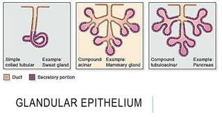 GLANDULAR EPITHELIUM
 