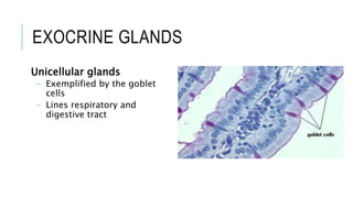 EXOCRINE GLANDS
Unicellular glands
- Exemplified by the goblet
cells
- Lines respiratory and
digestive tract
 