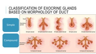 CLASSIFICATION OF EXOCRINE GLANDS
BASED ON MORPHOLOGY OF DUCT
• single,
unbranched
duct
Simple
• duct with
branches
Compound
 