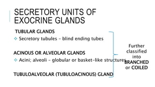 SECRETORY UNITS OF
EXOCRINE GLANDS
TUBULAR GLANDS
 Secretory tubules – blind ending tubes
ACINOUS OR ALVEOLAR GLANDS
 Acini; alveoli – globular or basket-like structures
TUBULOALVEOLAR (TUBULOACINOUS) GLAND
Further
classified
into
BRANCHED
or COILED
 