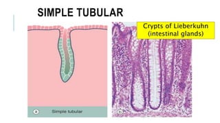 SIMPLE TUBULAR
Crypts of Lieberkuhn
(intestinal glands)
 