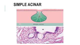 SIMPLE ACINAR
 