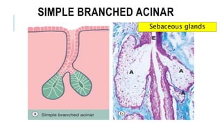 SIMPLE BRANCHED ACINAR
Sebaceous glands
 