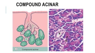COMPOUND ACINAR
 