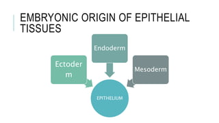 EMBRYONIC ORIGIN OF EPITHELIAL
TISSUES
EPITHELIUM
Ectoder
m
Endoderm
Mesoderm
 