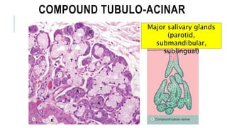 COMPOUND TUBULO-ACINAR
Major salivary glands
(parotid,
submandibular,
sublingual)
 