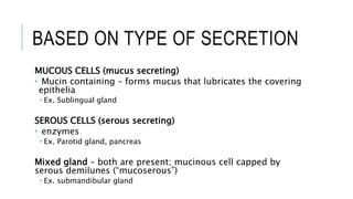 BASED ON TYPE OF SECRETION
MUCOUS CELLS (mucus secreting)
 Mucin containing – forms mucus that lubricates the covering
epithelia
 Ex. Sublingual gland
SEROUS CELLS (serous secreting)
 enzymes
 Ex. Parotid gland, pancreas
Mixed gland – both are present; mucinous cell capped by
serous demilunes (“mucoserous”)
 Ex. submandibular gland
 