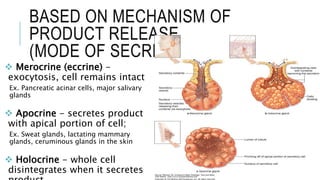 BASED ON MECHANISM OF
PRODUCT RELEASE
(MODE OF SECRETION)
 Merocrine (eccrine) -
exocytosis, cell remains intact
Ex. Pancreatic acinar cells, major salivary
glands
 Apocrine - secretes product
with apical portion of cell;
Ex. Sweat glands, lactating mammary
glands, ceruminous glands in the skin
 Holocrine - whole cell
disintegrates when it secretes
 