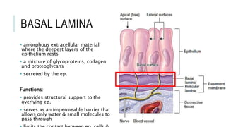 BASAL LAMINA
 amorphous extracellular material
where the deepest layers of the
epithelium rests
 a mixture of glycoproteins, collagen
and proteoglycans
 secreted by the ep.
Functions:
 provides structural support to the
overlying ep.
 serves as an impermeable barrier that
allows only water & small molecules to
pass through
 
