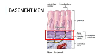 BASEMENT MEMBRANE
 