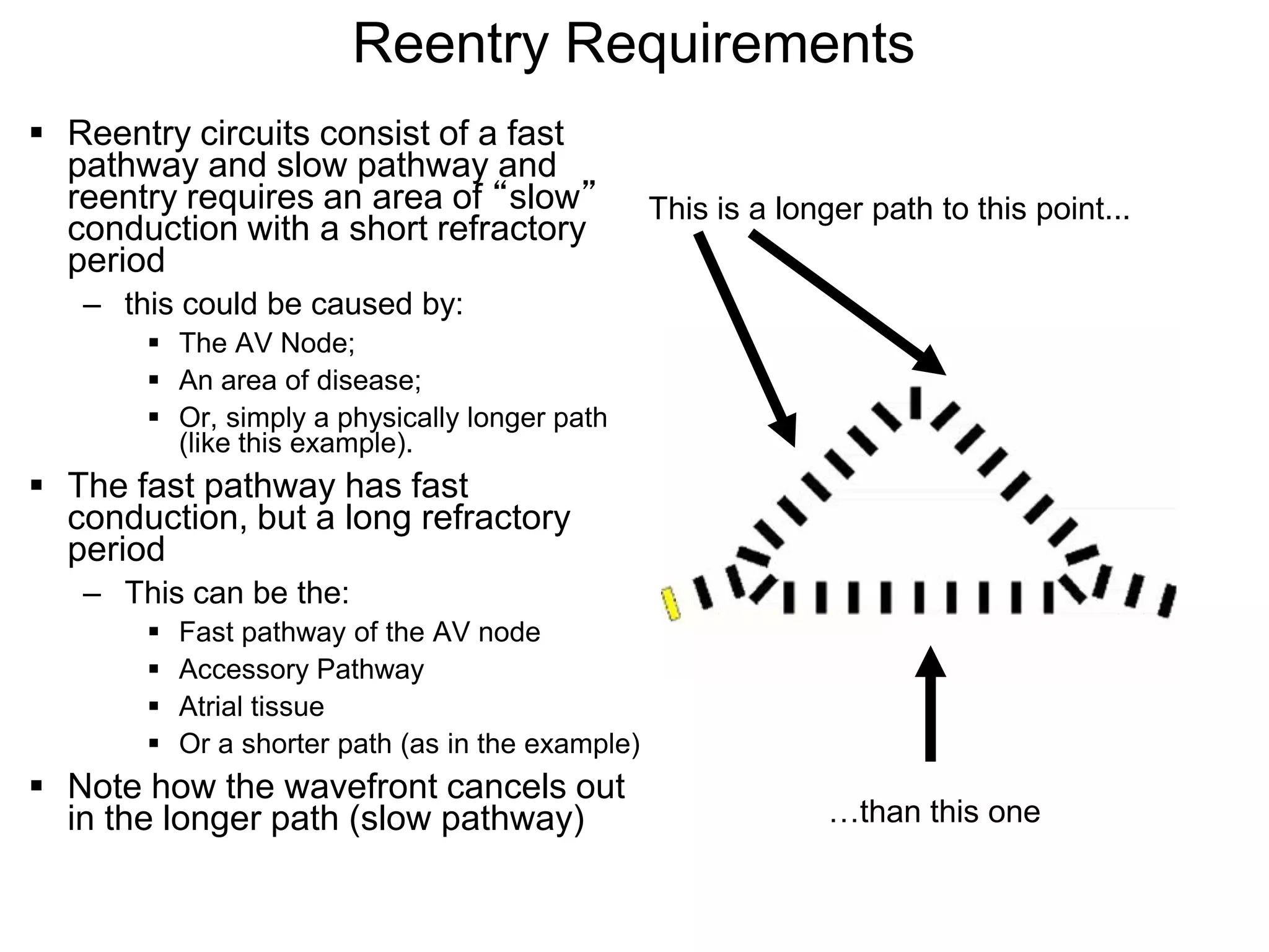 Reentry Requirements
 Reentry circuits consist of a fast
  pathway and slow pathway and
  reentry requires an area of “slow”               This is a longer path to this point...
  conduction with a short refractory
  period
   – this could be caused by:
        The AV Node;
        An area of disease;
        Or, simply a physically longer path
         (like this example).
 The fast pathway has fast
  conduction, but a long refractory
  period
   – This can be the:
          Fast pathway of the AV node
          Accessory Pathway
          Atrial tissue
          Or a shorter path (as in the example)
 Note how the wavefront cancels out
  in the longer path (slow pathway)                              …than this one

 106
 