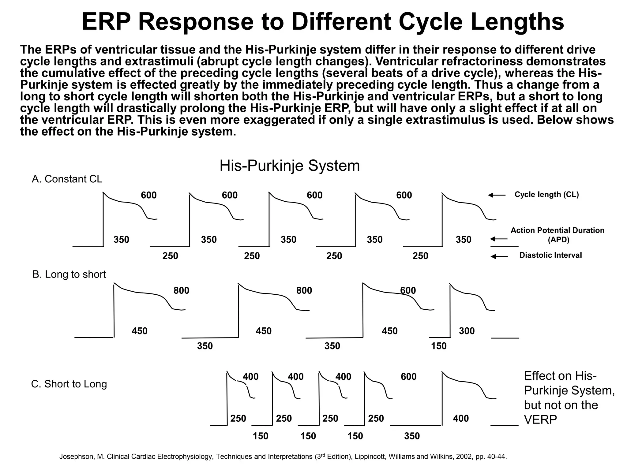ERP Response to Different Cycle Lengths
The ERPs of ventricular tissue and the His-Purkinje system differ in their response to different drive
cycle lengths and extrastimuli (abrupt cycle length changes). Ventricular refractoriness demonstrates
the cumulative effect of the preceding cycle lengths (several beats of a drive cycle), whereas the His-
Purkinje system is effected greatly by the immediately preceding cycle length. Thus a change from a
long to short cycle length will shorten both the His-Purkinje and ventricular ERPs, but a short to long
cycle length will drastically prolong the His-Purkinje ERP, but will have only a slight effect if at all on
the ventricular ERP. This is even more exaggerated if only a single extrastimulus is used. Below shows
the effect on the His-Purkinje system.

                                                           His-Purkinje System
  A. Constant CL
                                 600                       600                         600                          600                                      Cycle length (CL)



                                                                                                                                                            Action Potential Duration
                        350                          350                       350                         350                          350                          (APD)

                                        250                        250                        250                         250                                 Diastolic Interval

  B. Long to short
                                            800                                     800                               600



                              450                                      450                                      450                      300
                                                   350                                       350                                150


                                                                  400            400             400                  600                                      Effect on His-
 C. Short to Long
                                                                                                                                                               Purkinje System,
                                                                                                                                                               but not on the
                                                              250            250            250            250                         400                     VERP
                                                                     150             150            150                350
 54
       Josephson, M. Clinical Cardiac Electrophysiology, Techniques and Interpretations (3rd Edition), Lippincott, Williams and Wilkins, 2002, pp. 40-44.
 