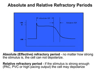 Absolute and Relative Refractory Periods




Absolute (Effective) refractory period - no matter how strong
the stimulus is, the cell can not depolarize.
Relative refractory period - if the stimulus is strong enough
(PAC, PVC or high pacing output) the cell may depolarize
12
 