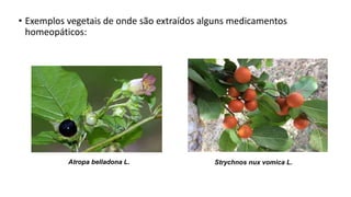 • Exemplos vegetais de onde são extraídos alguns medicamentos
homeopáticos:
Atropa belladona L. Strychnos nux vomica L.
 