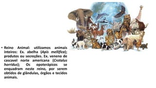• Reino Animal: utilizamos animais
inteiros: Ex. abelha (Apis mellifica);
produtos ou secreções. Ex. veneno de
cascavel norte americana (Crotalus
horridus); Os opoterápicos se
enquadram neste reino, por serem
obtidos de glândulas, órgãos e tecidos
animais.
 