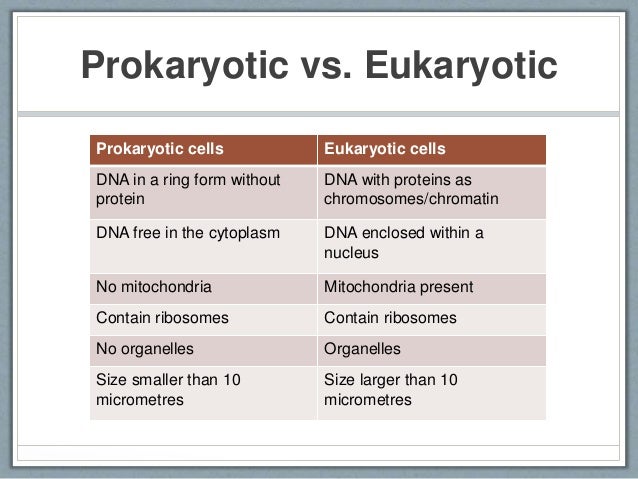 eukaryotes vs prokaryotes