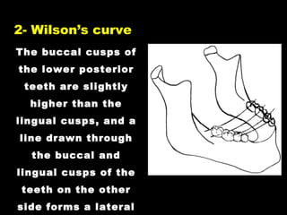 The buccal cusps of
the lower posterior
teeth are slightly
higher than the
lingual cusps, and a
line drawn through
the buccal and
lingual cusps of the
teeth on the other
side forms a lateral
2- Wilson’s curve
 