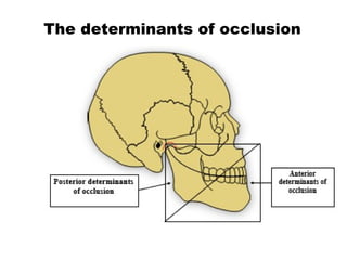 Anterior
determinants of
occlusion
Posterior determinants
of occlusion
The determinants of occlusion
 