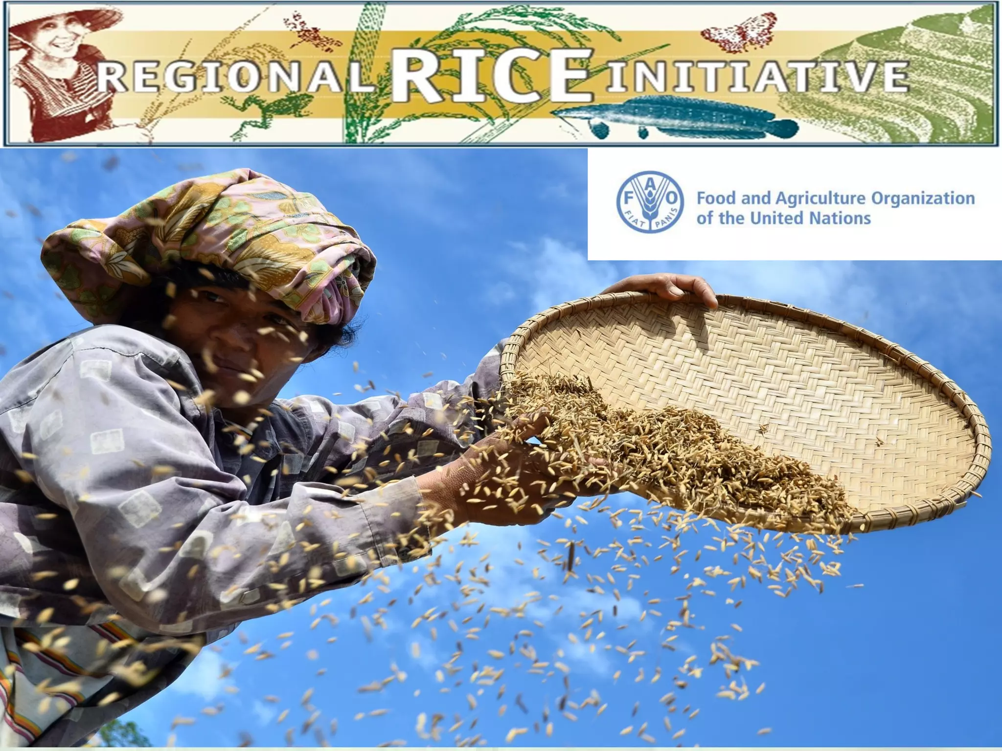 Regional Rice Initiative and its work and results on FFS for Save and ...