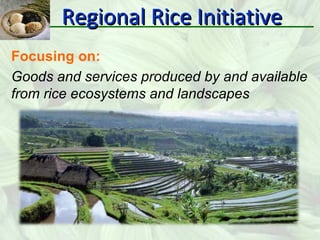Regional Rice Initiative and its work and results on FFS for Save and ...