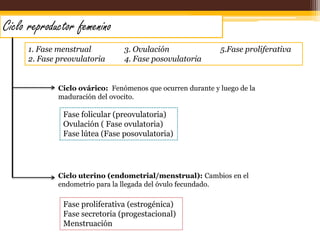 Provoca la ovulación y formación del cuerpo lúteo