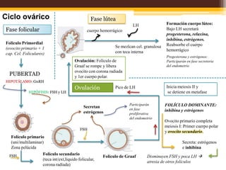 Estimula al cuerpo al lúteo a secretar estrógenos, progesterona, relaxina e inhibina